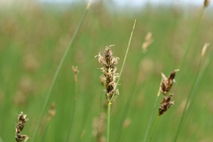 Carex divisa