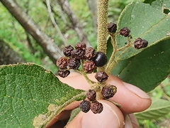 Callicarpa acuminata