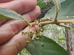 Callicarpa acuminata