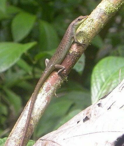 Shrub Whiptail-skink, Emoia longicauda