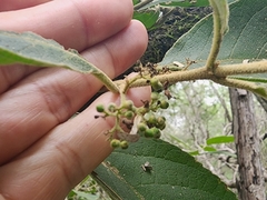 Callicarpa acuminata