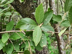 Callicarpa acuminata