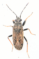 Peritrechus