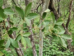 Callicarpa acuminata