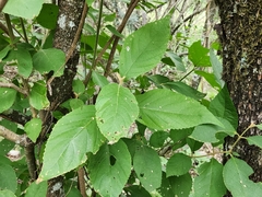 Callicarpa acuminata