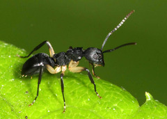 Dolichoderus laminatus