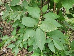 Callicarpa acuminata