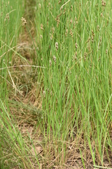 Carex divisa