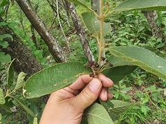 Callicarpa acuminata