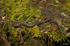 Plethodon richmondi