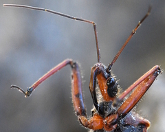 Rhynocoris iracundus