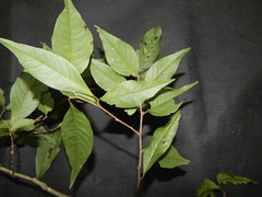 Ruprechtia laxiflora