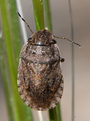 Sciocoris cursitans