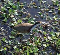 Jacana