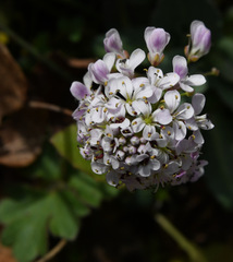 Noccaea caerulescens