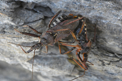 Rhynocoris iracundus