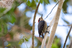 Melanerpes pucherani
