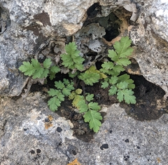 Phacelia congesta
