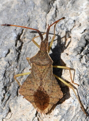 Syromastus rhombeus