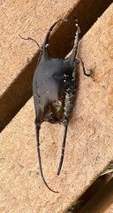 Leucoraja erinaceus