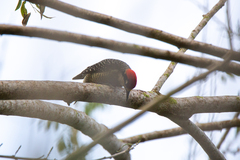 Melanerpes pucherani
