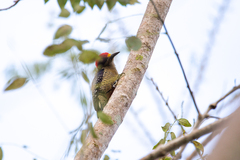 Melanerpes pucherani