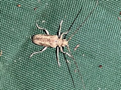 Acalolepta argentata