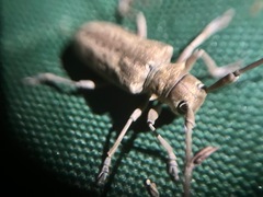 Acalolepta argentata