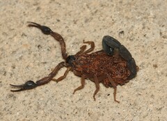 Centruroides edwardsii