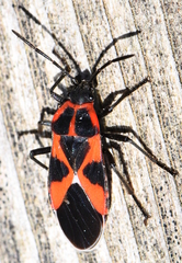 Tropidothorax leucopterus