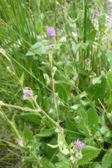Cirsium monspessulanum