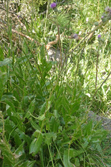 Cirsium monspessulanum