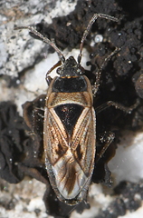 Xanthochilus quadratus