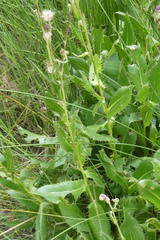 Cirsium monspessulanum