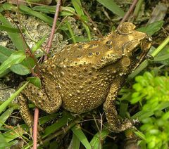 Duttaphrynus melanostictus