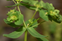 Euphorbia pterococca