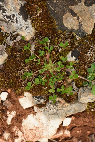 Trifolium suffocatum iNat (1)