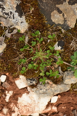 Trifolium suffocatum
