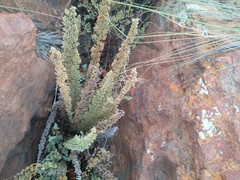 Cheilanthes eckloniana