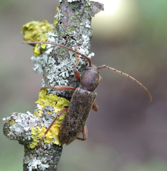 Trichoferus campestris