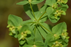 Euphorbia pterococca