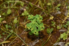 Euphorbia pterococca