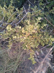 Vangueria parvifolia