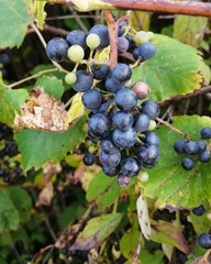Vitis riparia