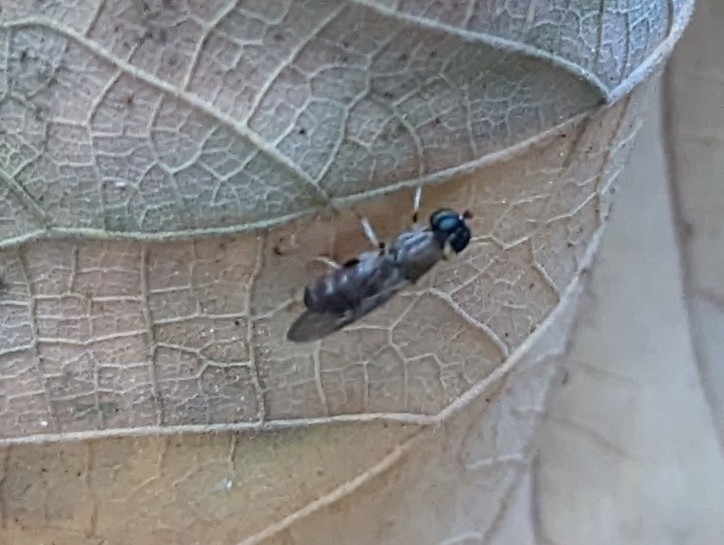 Soldier fly