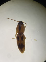 Aeolus mellillus