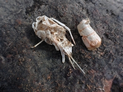 Euastacus