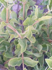 Afrocanthium gilfillanii