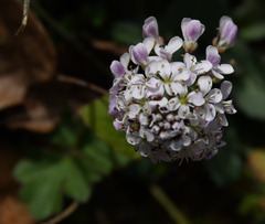 Noccaea caerulescens