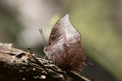 Memphis moruus